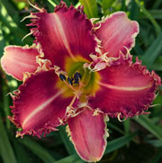Texas Longhorn Daylily